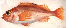 Whole Beaked Redfish 01e