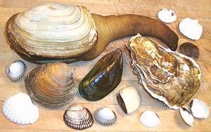 Assorted Bivalves and Shells