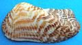Arca noae Clam shell (1 half)