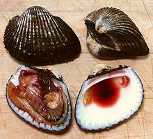 Mexican Blood Clams, open and closed