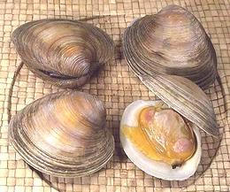 Cherrystone clams