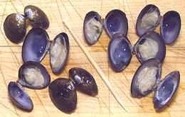 Freswater Clams, open