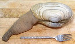 Whole Live Geoduck Clam