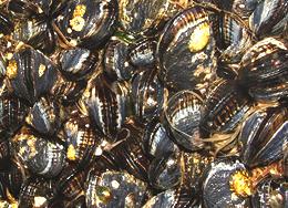 Bed of California Mussels
