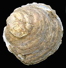 European Oyster shell