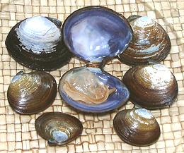 Open and Closed Purple Varnish Clams