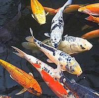 Decorative Carp