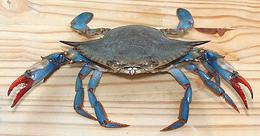 Angry Blue Crab 02e