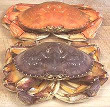 Two Dungeness Crabs