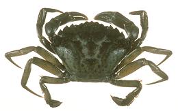 Whole European Green Crab
