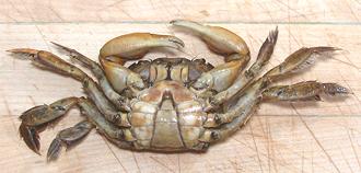 Bottom Side of Green Tidal Crab