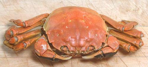 Whole Cooked Chinese Mitten Crab