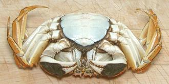 Bottom Sice of Cooked Chinese Mitten Crab