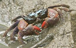 Live Mangrove Crab