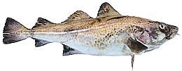 Whole Atlantic Cod Fish 01e