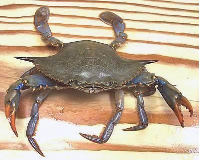 Blue Crab