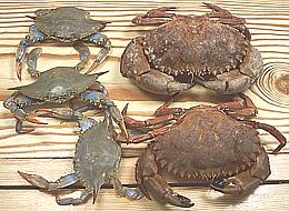 Fresh Blue & Rock Crabs