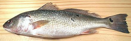 Whole Red Drum