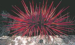 Live Red Urchin