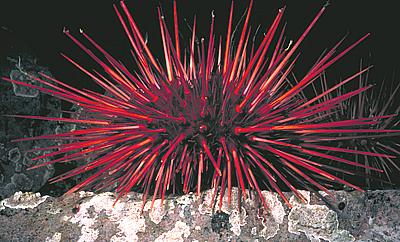 Live Red Sea Urchin