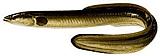 American Eel 01c 