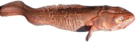 Whole Pink Cusp-Eel (except tip of tail)