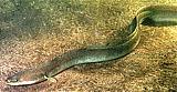 European Eel 01c