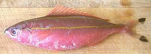 Whole Fish