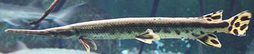 Live Longnose Gar Fish