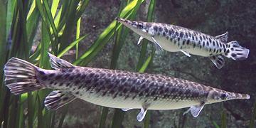 Live Spotted Gar Fish
