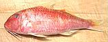 Cinnabar Goatfish