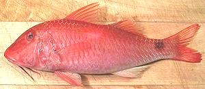 Indian Goatfish 03d