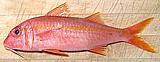 Mexican Goatfish