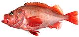 Golden Redfish