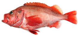 Whole Golden Redfish