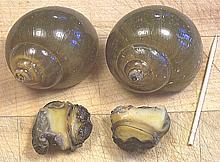 Apple Snails in Shells