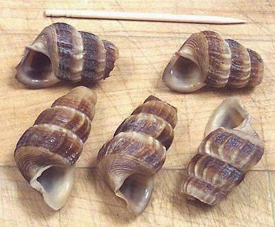 Blunt Creeper Snail Shells