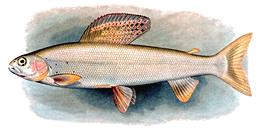 Drawing of Grayling