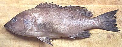 Areolate Grouper