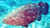 Goliath Grouper