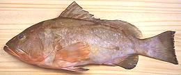 Whole Red Grouper