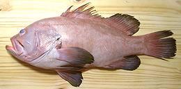 Whole Pink Grouper