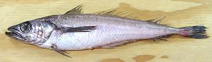Whole Pacific Whiting 04d