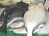 Pacific Halibut