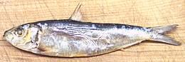 Herring