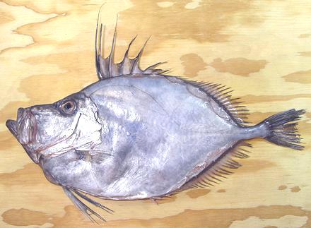 Whole Silvery John Dory Fish