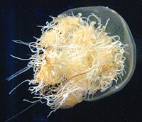 Live Namura's Jellyfish