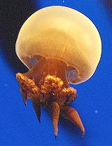 Live Sand Jellyfish