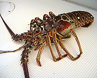 Live Caribbean Spiny Lobster