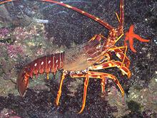 Live Mediterranean Spiny Lobster